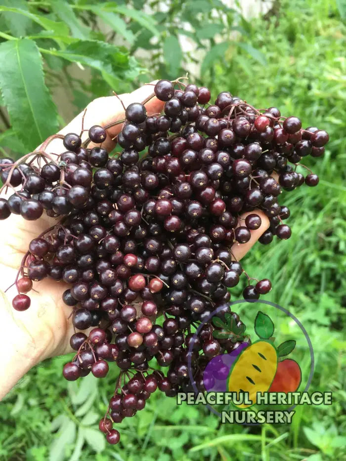 Bob Gordon Elderberry | Naturally Grown MEDIUM 1-2’ Naturally Grown Elderberry Plants For Sale