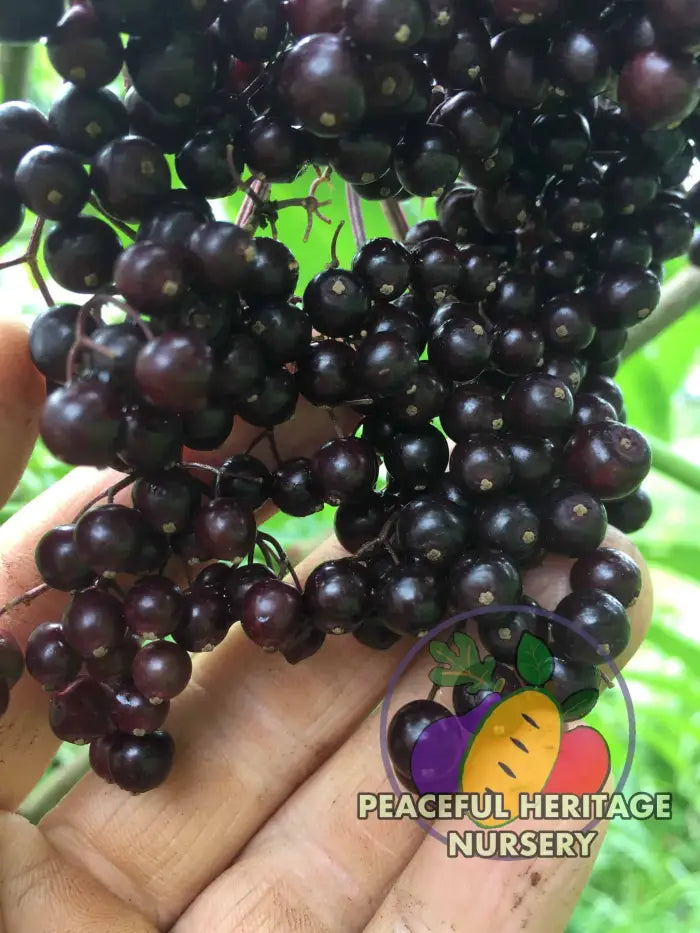 Bob Gordon Elderberry | Naturally Grown Naturally Grown Elderberry Plants For Sale