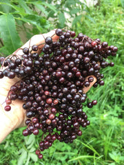 Bob Gordon Elderberry | Naturally Grown