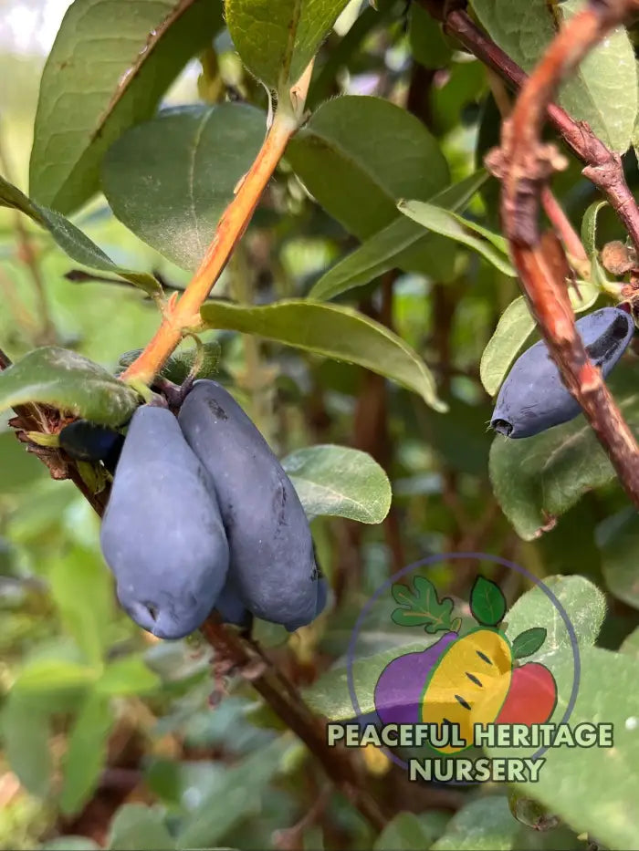 Boreal Blizzard Honeyberry | Peaceful Heritage Nursery - Honeyberry