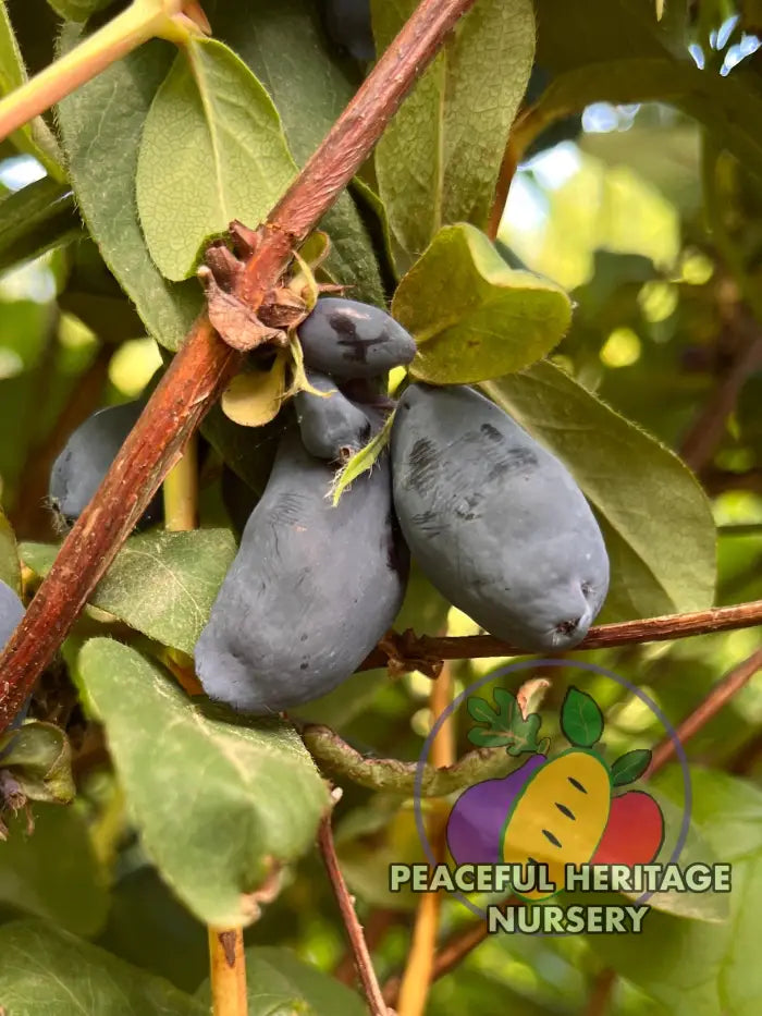 Boreal Blizzard Honeyberry | Peaceful Heritage Nursery - Honeyberry