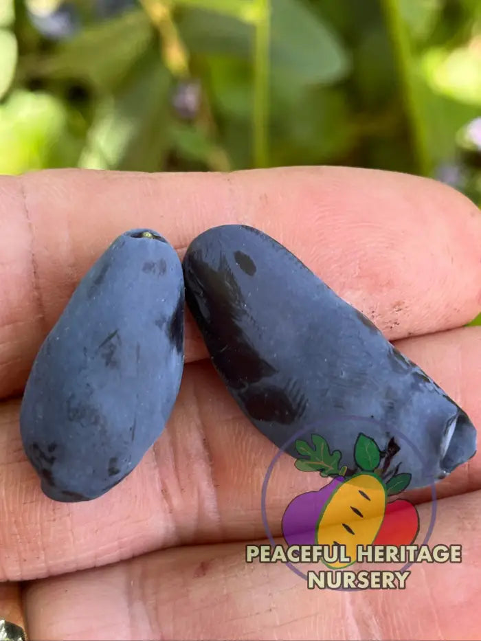 Boreal Blizzard Honeyberry | Peaceful Heritage Nursery - Honeyberry