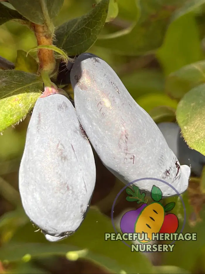 Boreal Blizzard Honeyberry | Peaceful Heritage Nursery