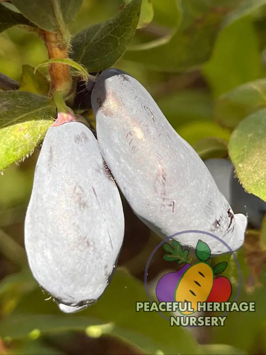 Boreal Blizzard Honeyberry | Peaceful Heritage Nursery - Honeyberry
