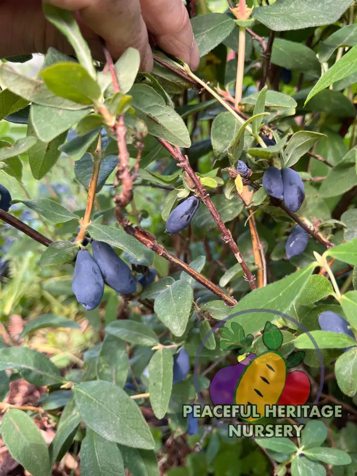 Boreal Blizzard Honeyberry | Peaceful Heritage Nursery - Honeyberry