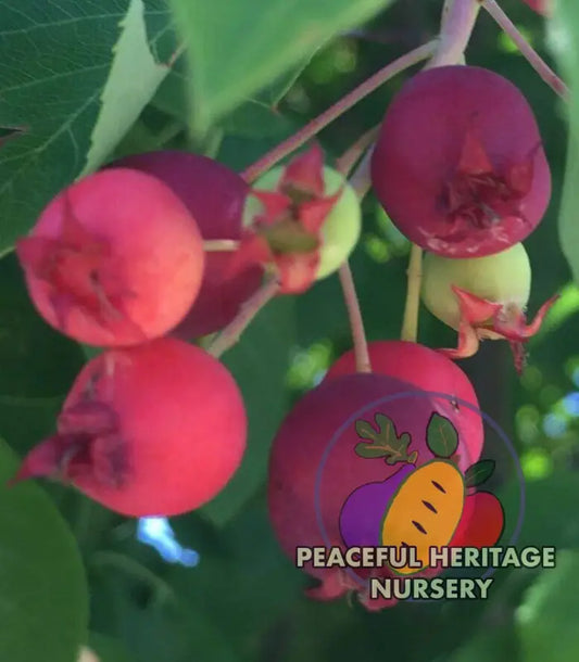 Braveheart Juneberry - Naturally Grown MEDIUM 1-2’ Native