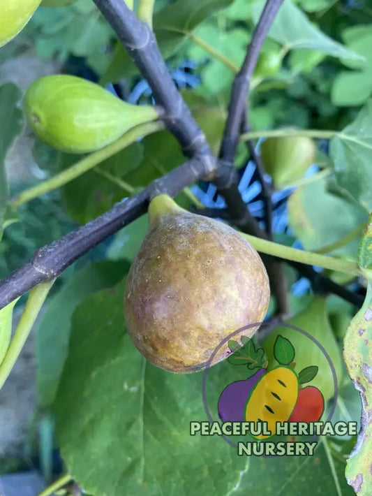 Campaniere Fig Tree- Naturally Grown - NEW! MEDIUM 1-2’ Naturally Grown Fig Trees For Sale