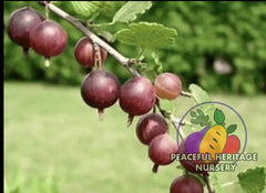 Captivator Gooseberry | Naturally Grown