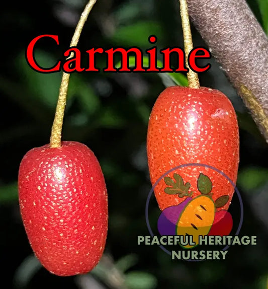 Carmine Goumi Berry Naturally Grown MEDIUM 1-2’ ORGANIC