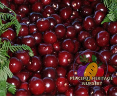 Carmine Jewel Bush Cherry - NEW!!!