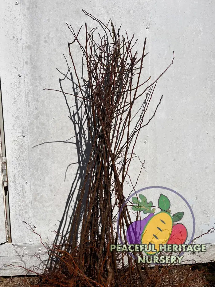 Carmine Jewel Bush Cherry - NEW!!!