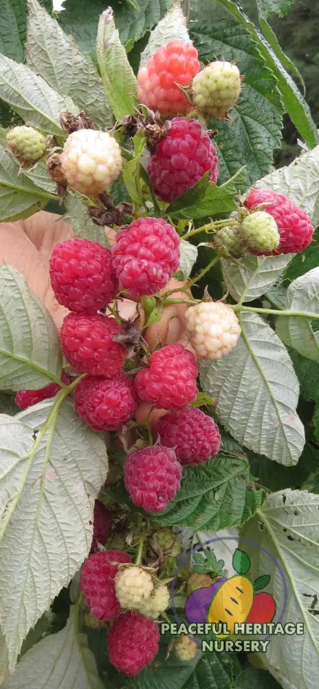 Carolina Raspberry Tree Caroline Red Raspberry Bundles | Peaceful Heritage Nursery