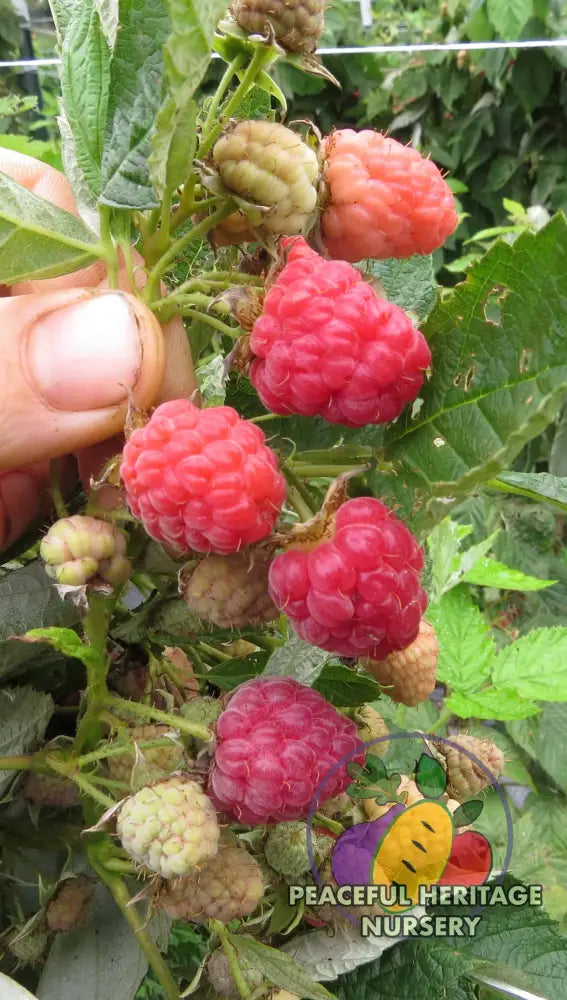 Carolina Raspberry Tree Caroline Red Raspberry Bundles | Peaceful Heritage Nursery