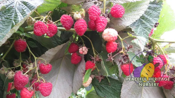 Red Caroline Raspberry Caroline Red Raspberry Bundles | Peaceful Heritage Nursery