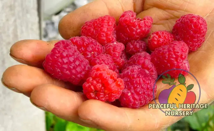 Red Caroline Raspberry Caroline Red Raspberry Bundles | Peaceful Heritage Nursery
