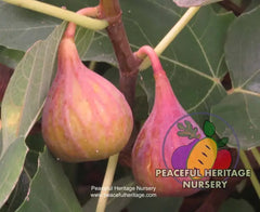 Celeste Fig | Naturally Grown