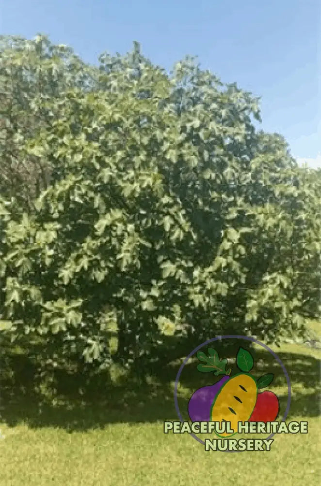 Celeste Fig - Naturally Grown ORGANIC