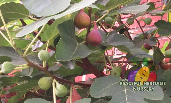 Celeste Fig - Naturally Grown ORGANIC