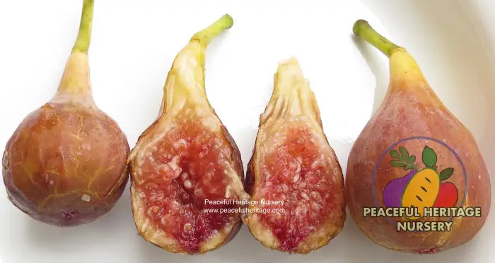 Celeste Fig - Naturally Grown ORGANIC