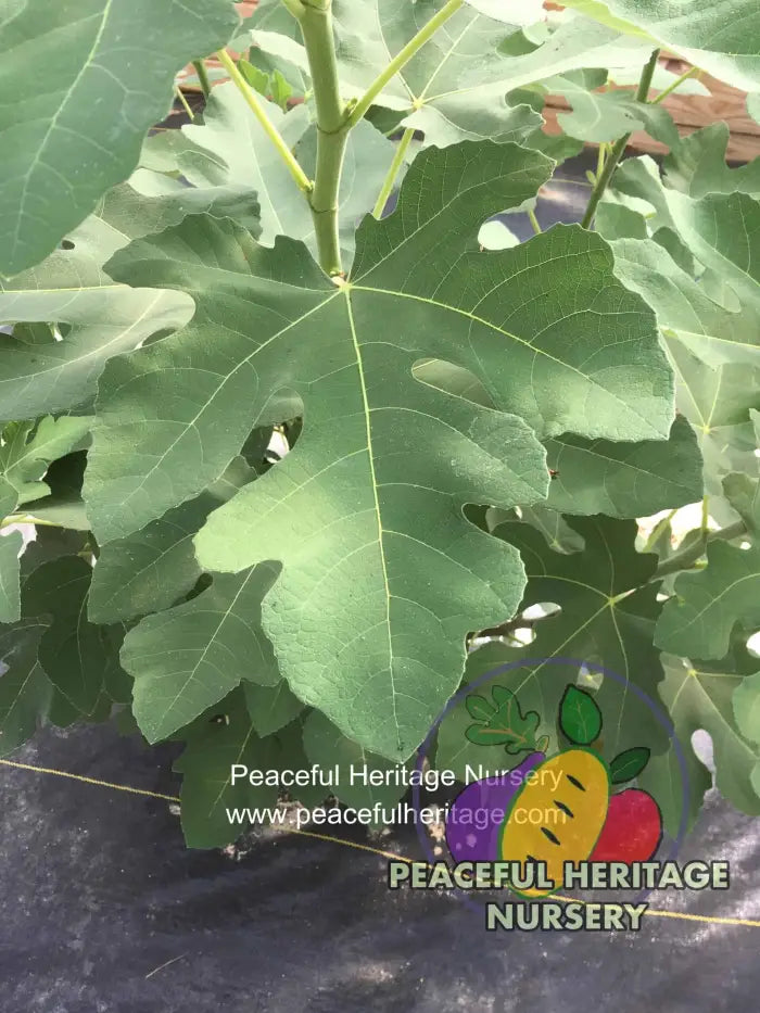 Celeste Fig - Naturally Grown ORGANIC