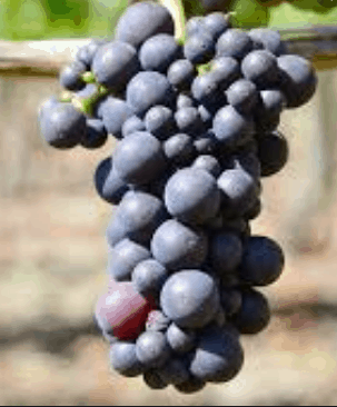 Mericadel Grape - Naturally Grown