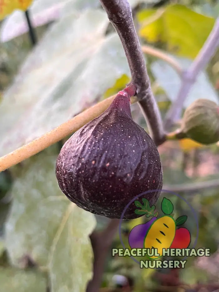 Cherry Cordial Fig | Naturally Grown - ORGANIC