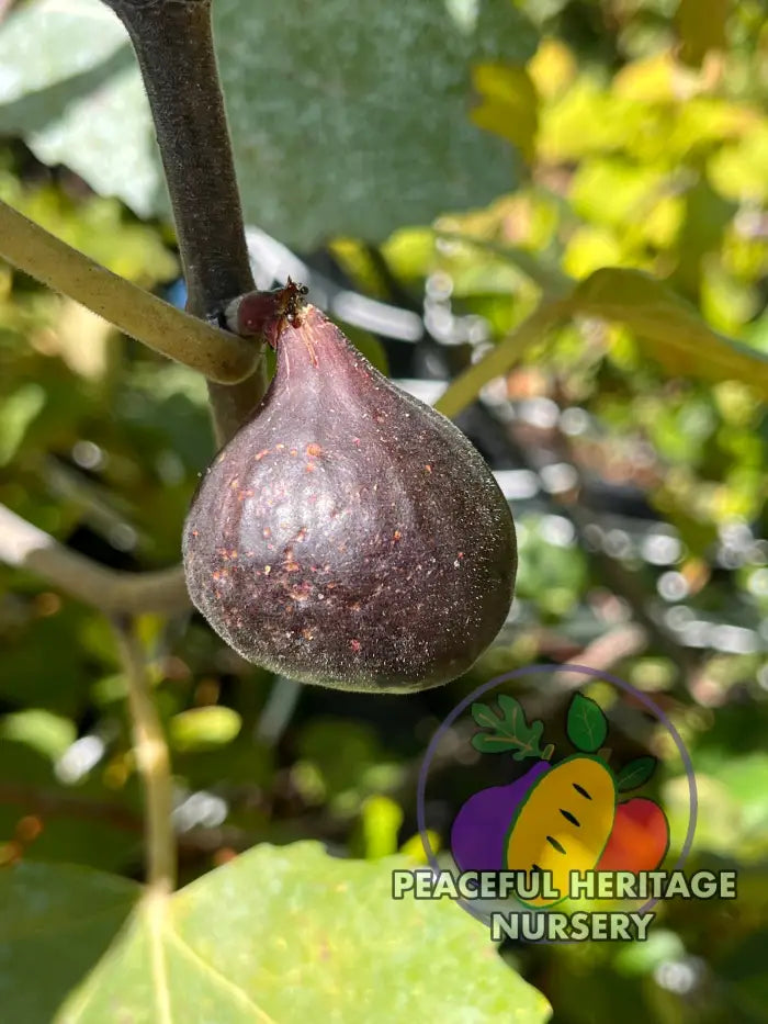 Cherry Cordial Fig | Naturally Grown - ORGANIC