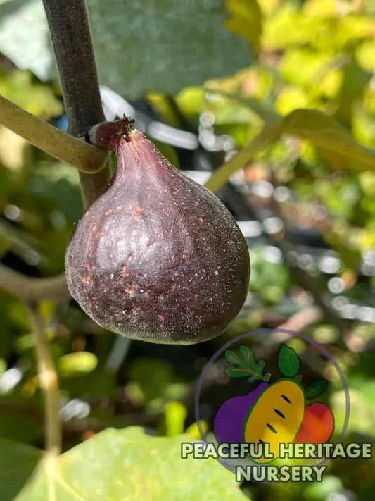 Cherry Cordial Fig | Naturally Grown - ORGANIC