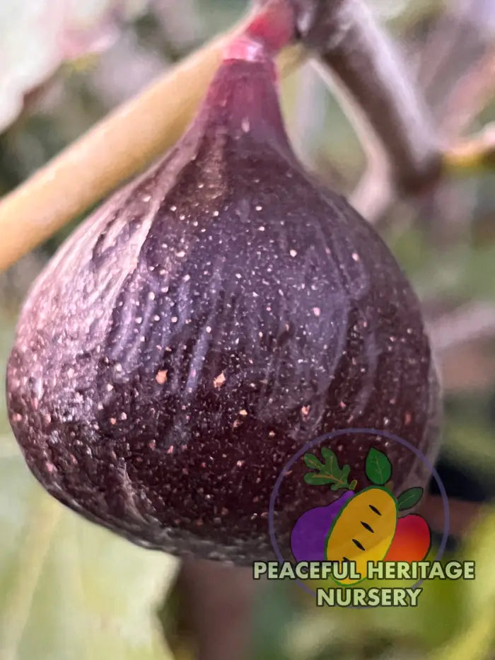 Cherry Cordial Fig | Naturally Grown