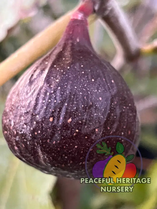 Cherry Cordial Fig | Naturally Grown - ORGANIC