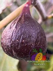 Cherry Cordial Fig | Naturally Grown