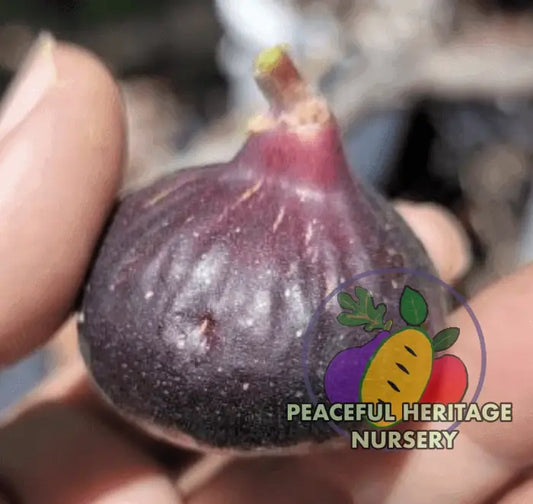 Cherry Cordial Fig - NEW!!! Naturally Grown MEDIUM 1-2’ ORGANIC
