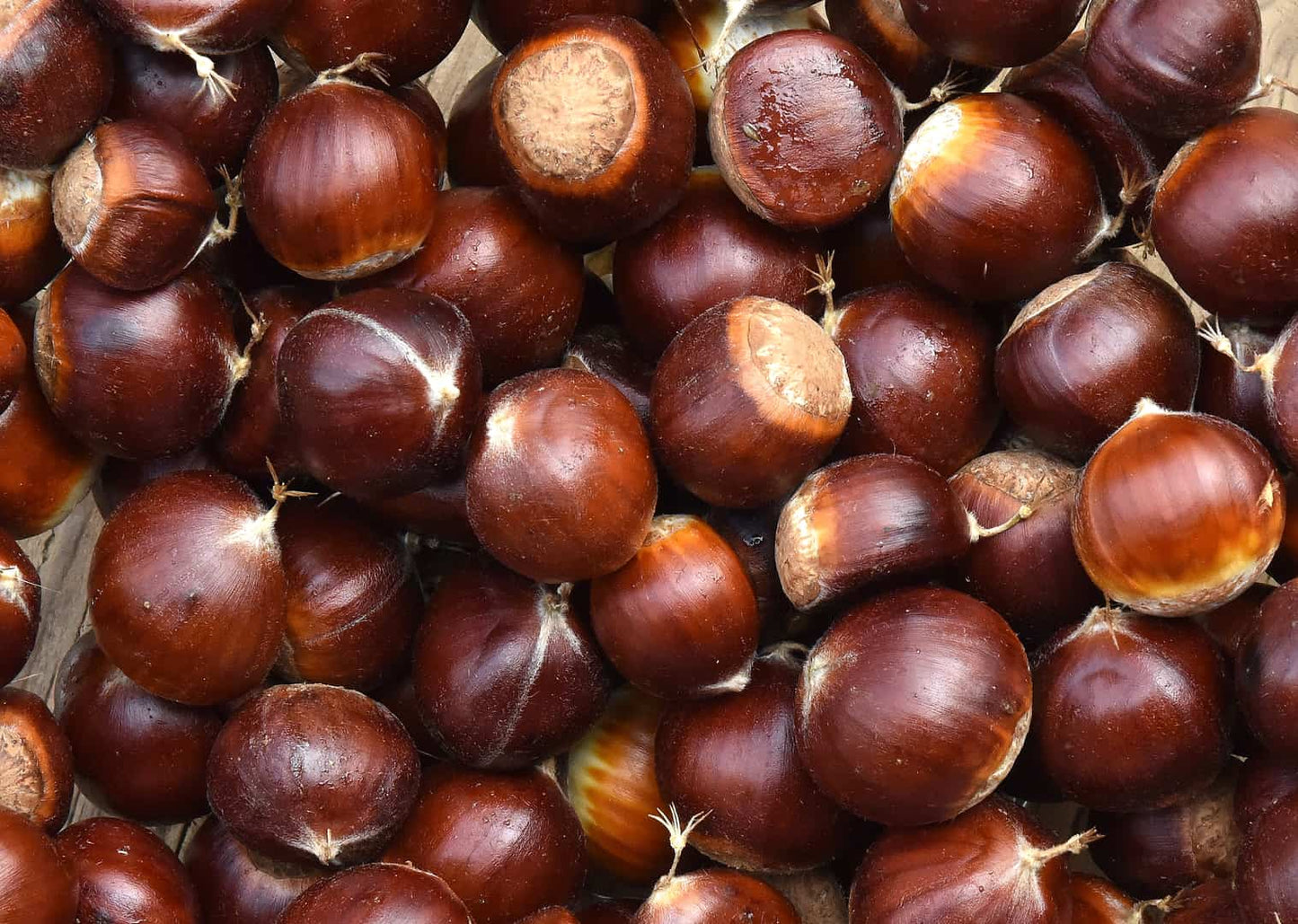 American-Asian Hybrid Chestnut Tree