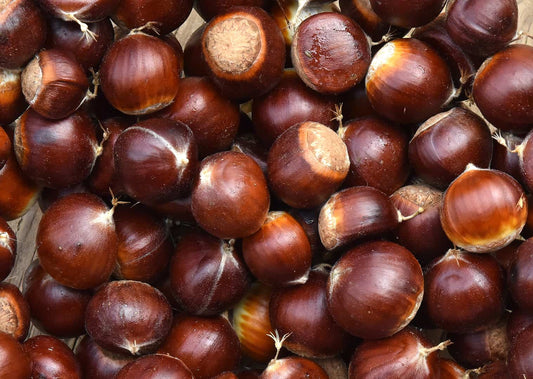 American-Asian Hybrid Chestnut Tree