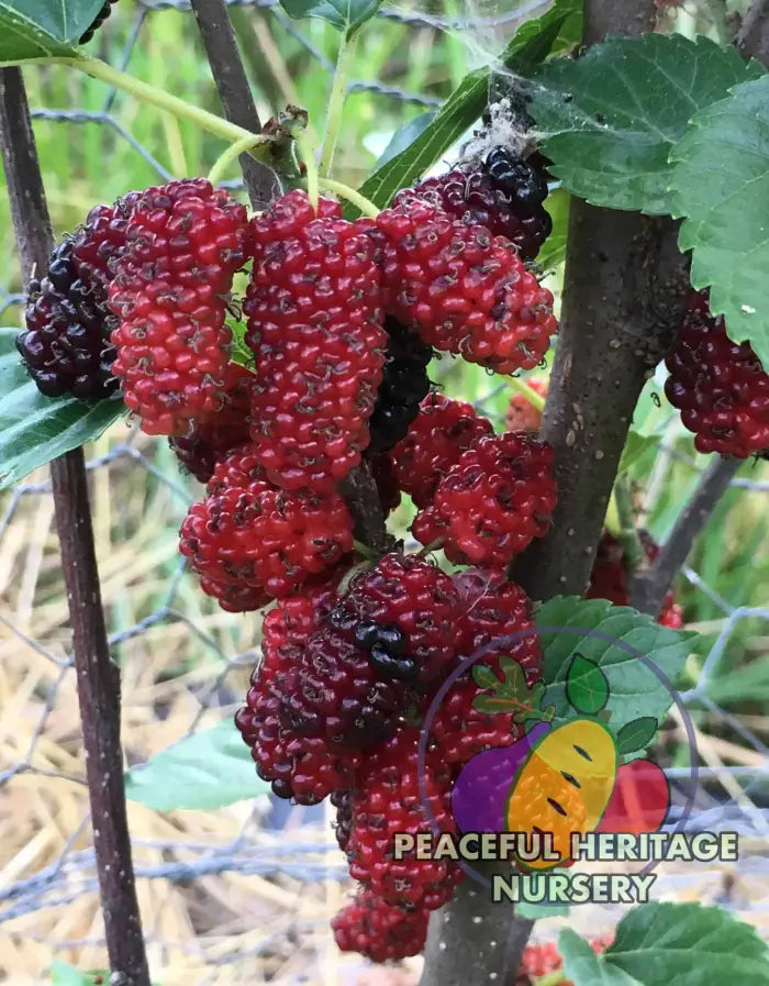 Chiang Mai 60 Mulberry Tree Medium 1-2’ ORGANIC