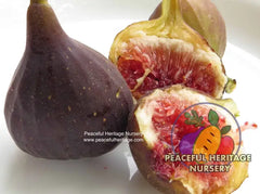 Chicago Hardy Fig | Naturally Grown