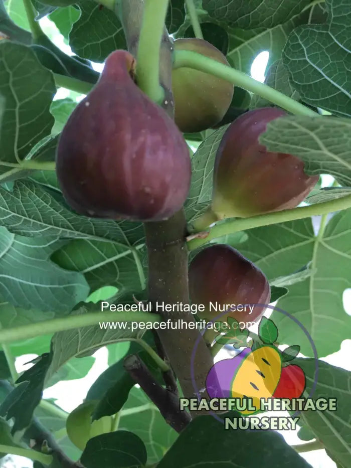 Chicago Hardy Fig - Naturally Grown ORGANIC