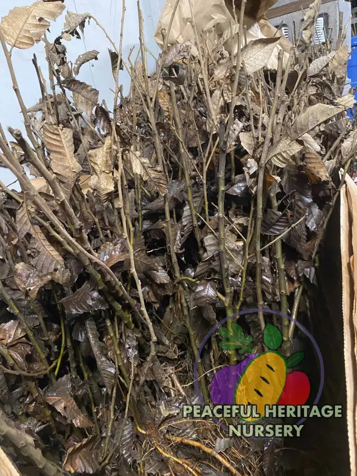 chestnut seeds for planting for sale Chinese Chestnut Trees Bundles