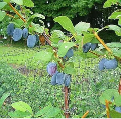 Chito Honeyberry (Japanese) EXTRA LARGE SIZE