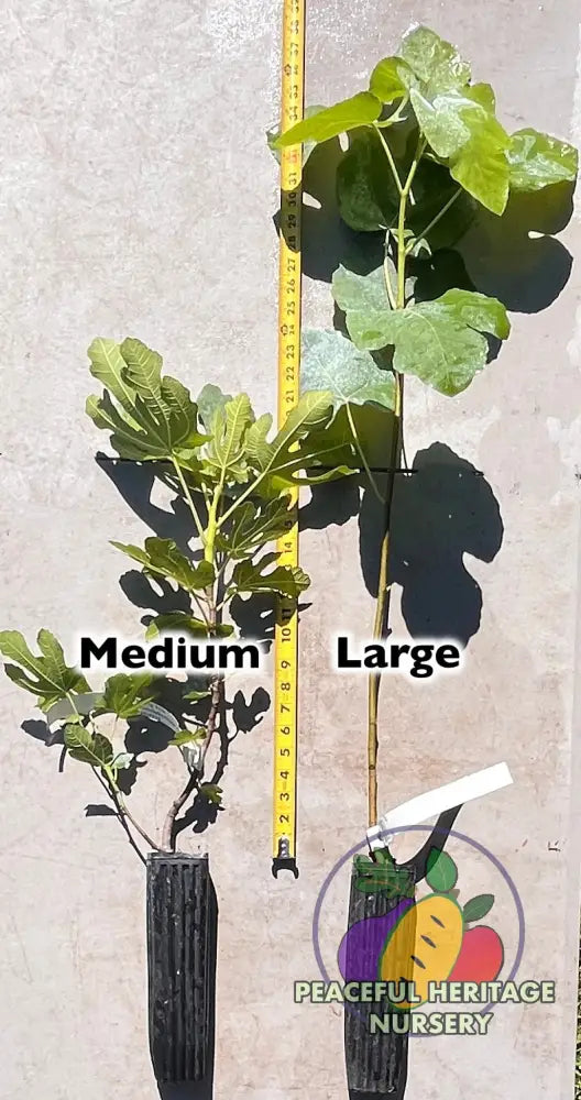 Colonel Littman’s Black Cross Fig | Naturally Grown - ORGANIC