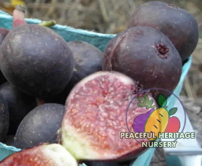 Colonel Littman's Black Cross Fig | Naturally Grown