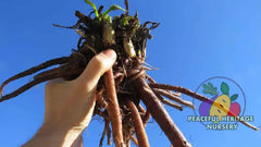Comfrey Root Cuttings Bocking 14 | Naturally Grown