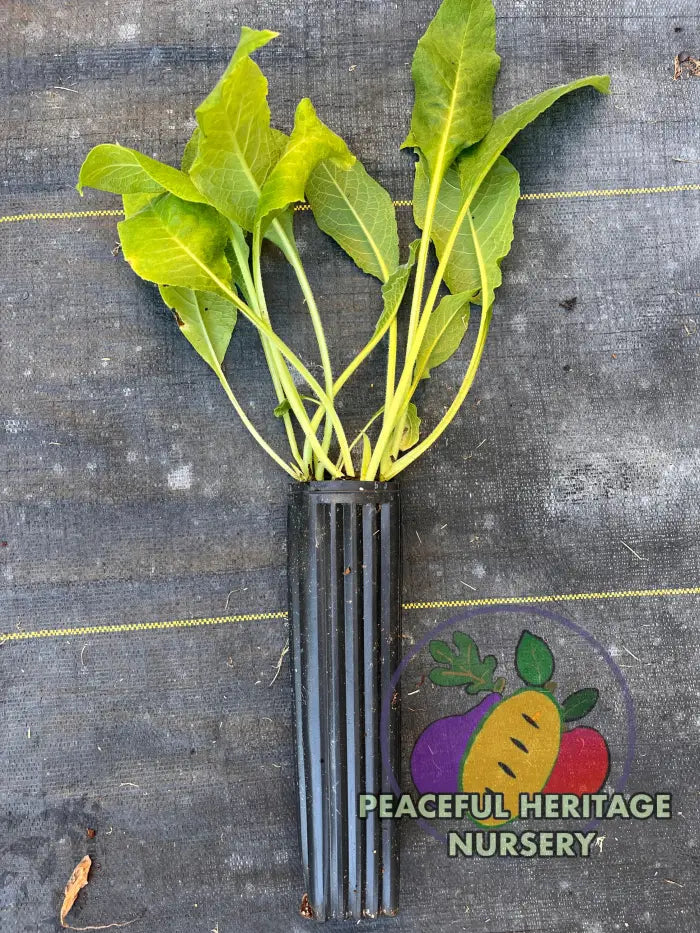 Comfrey Symphytum X Uplandicum Bocking 14 | Naturally Grown - ORGANIC