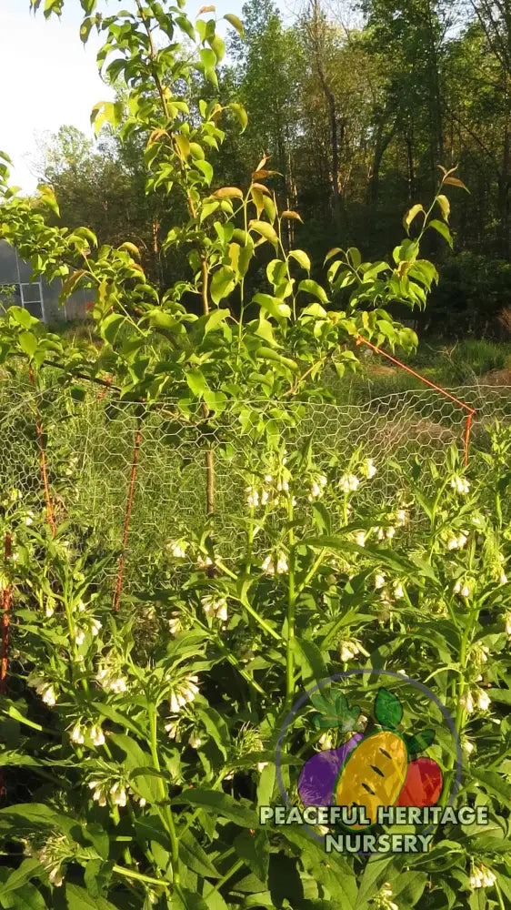 Comfrey Symphytum X Uplandicum Bocking 14 | Peaceful Heritage Nursery ORGANIC