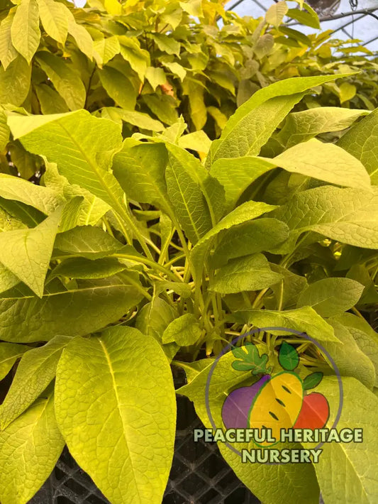 Comfrey Symphytum X Uplandicum Bocking 14 | Naturally Grown - ORGANIC