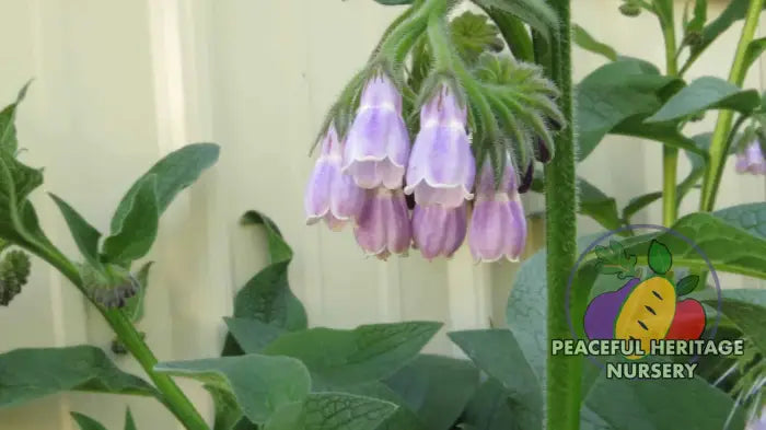 Comfrey Symphytum X Uplandicum Bocking 14 | Peaceful Heritage Nursery ORGANIC