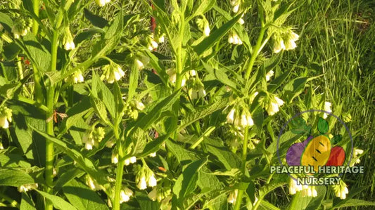Comfrey Symphytum X Uplandicum Bocking 14 | Peaceful Heritage Nursery ORGANIC