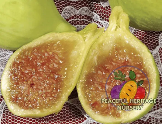 Conadria Fig - Naturally Grown MEDIUM 1-2’ ORGANIC