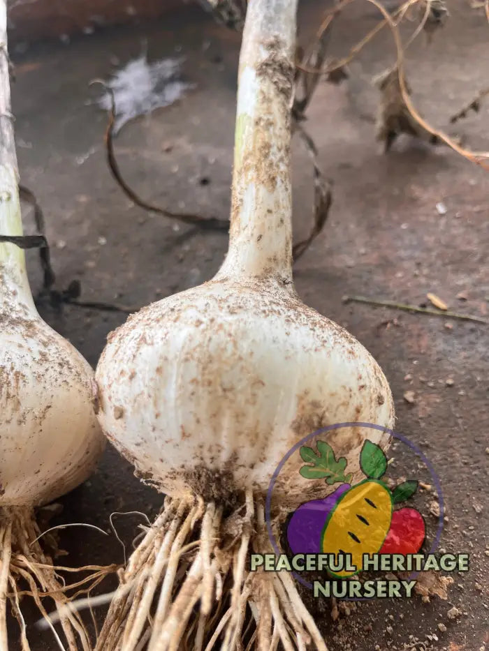 Conley’s Perennial Garlic | Naturally Grown - Native