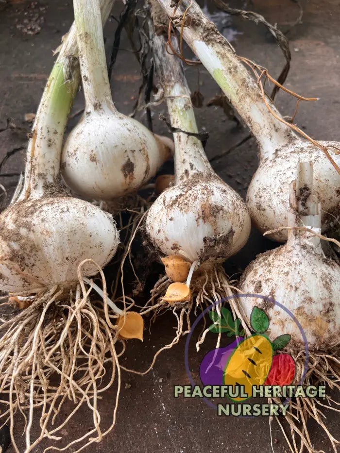 Conley’s Perennial Garlic | Naturally Grown - Native